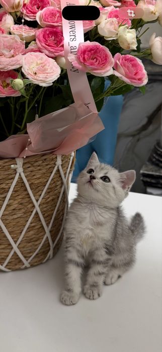 Котенок британский