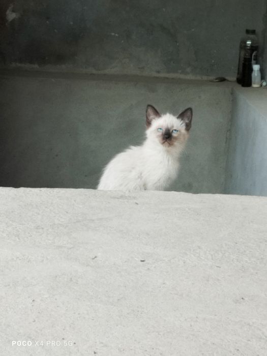 Сиамские котята.