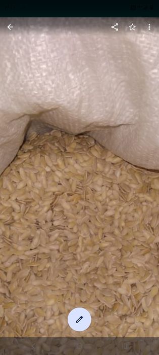 Семена Бакинка продаётся