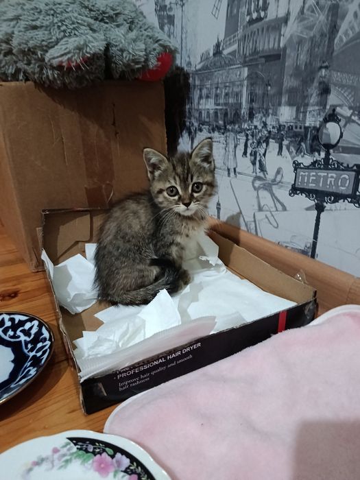 Продаётся котёнок ласковый игривый