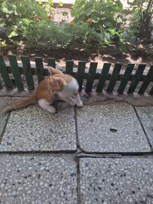 Подарявам   коте