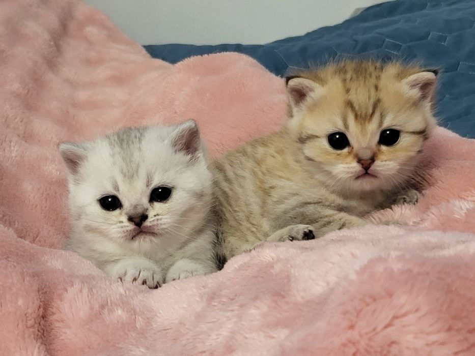 Шиншилла бринтанская