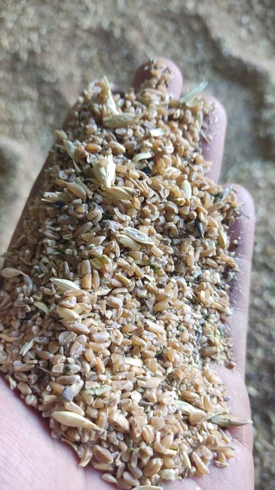 Зерноотходы оптом