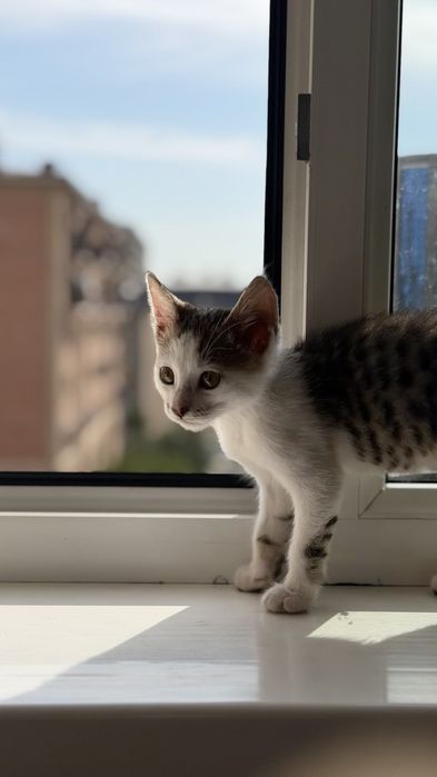 Котенок в добрые руки