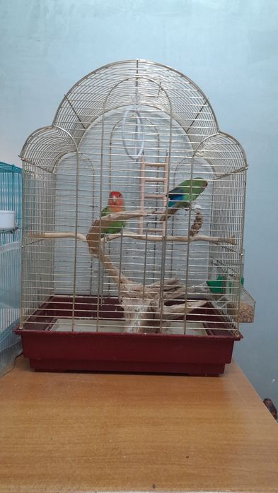 Папугай с клеткой