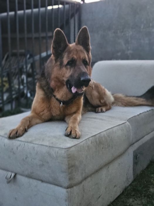 Donez Ciobănesc German