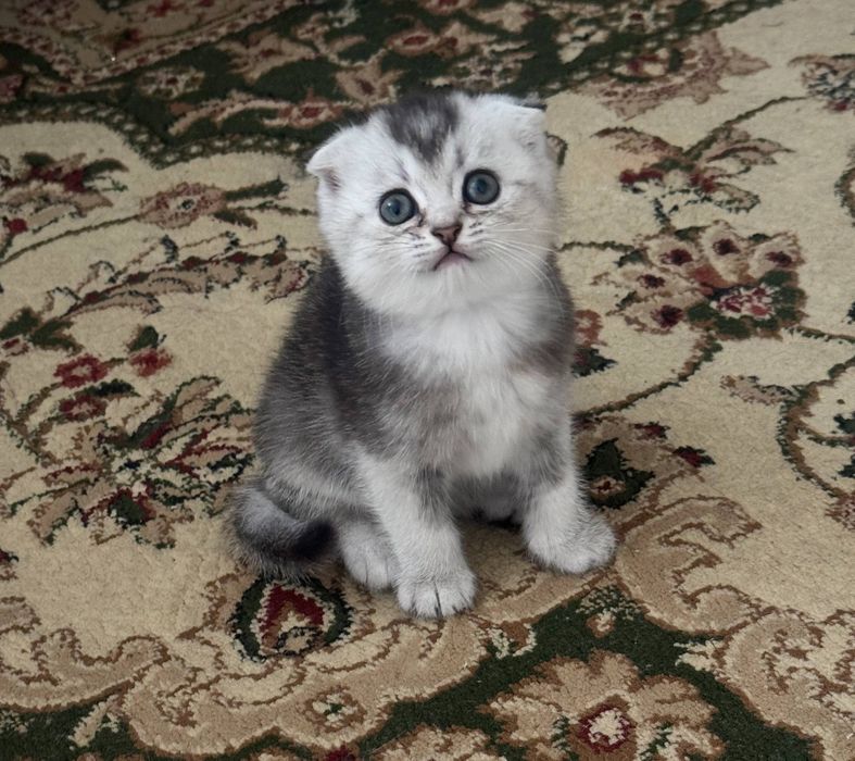 Mushuk bolasi sotiladi