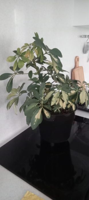 Продам Шефлера, Красула Цилиндра, толстянка