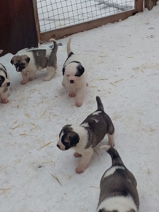 Продам Щенки алабай