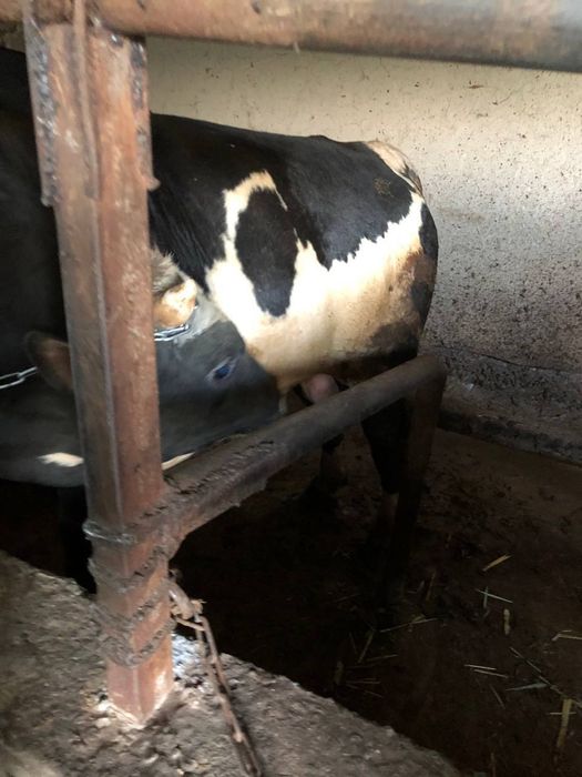 Үй сотилади ранчо