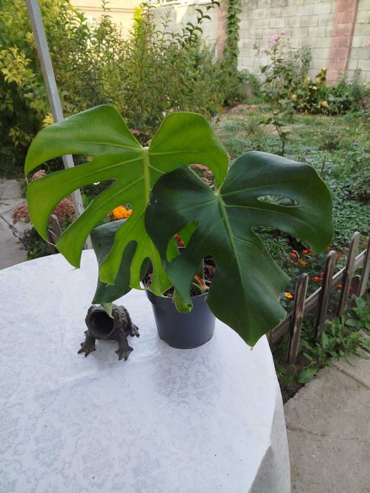 Цветы,монстера Альба,монстера деликатесная