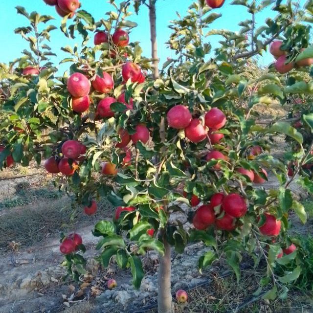 Дарахт.кесиш.Обреска.деревья