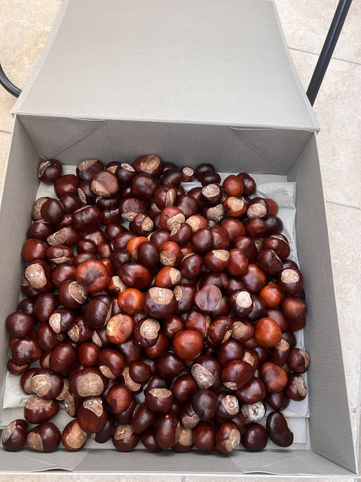 Конский каштан урожай 2025