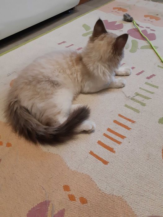 Красивый котёнок