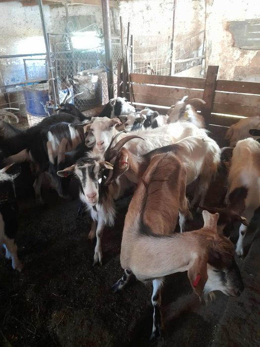 Vand capre,țap si iedițe