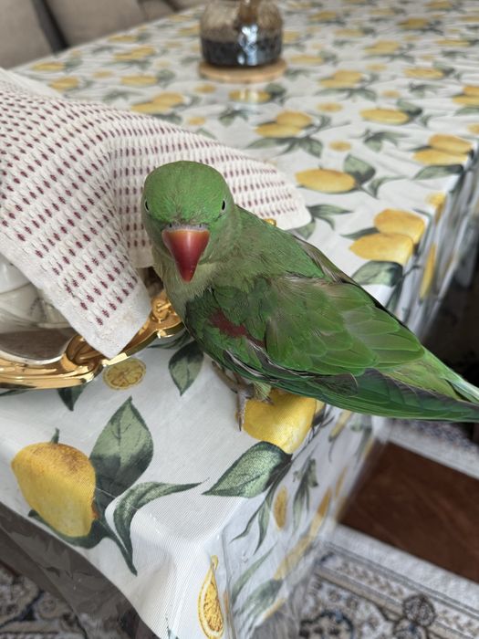 Продам Александрийский попугай