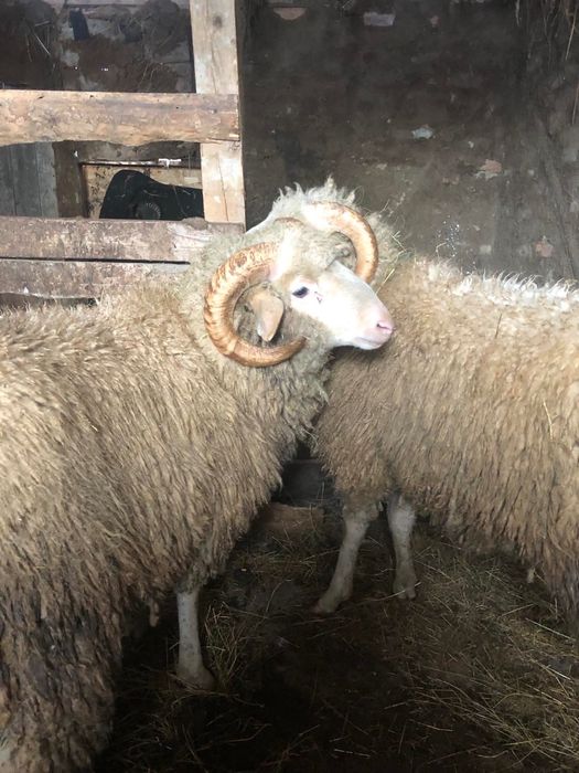 Продавам Кочове 3 броя