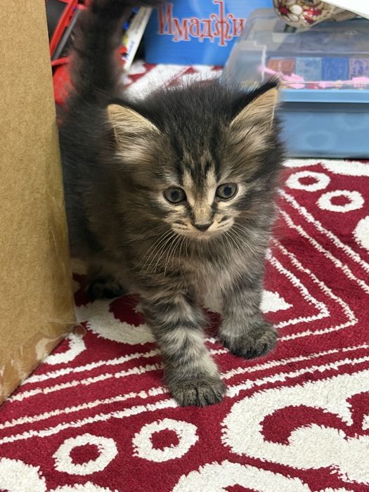 Отдам милых котят