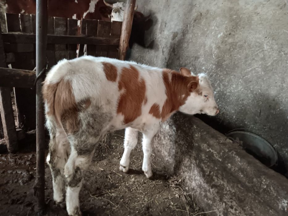 Vand vaca si vitel
