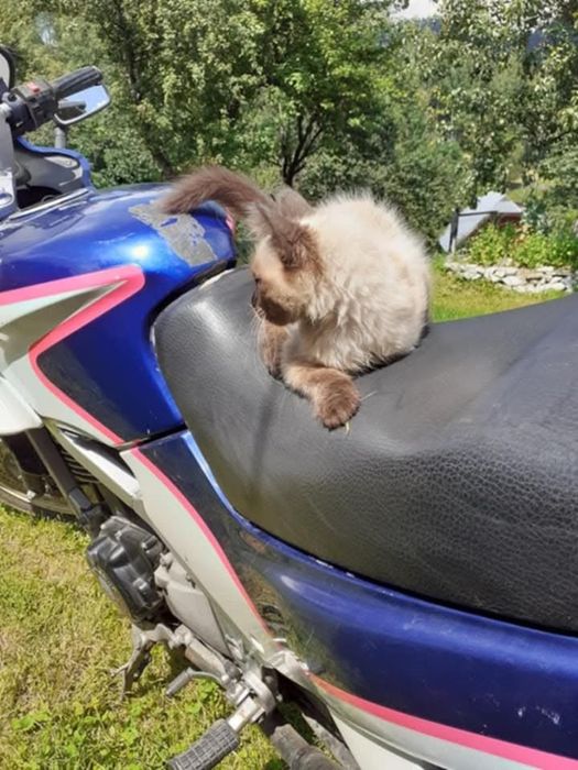 Kawasaki Gpz 500s