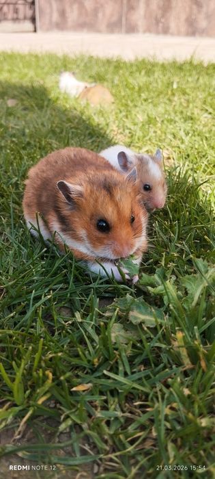 Xomyak juftligiyam bor bolalariyam bor oq va jigarrang