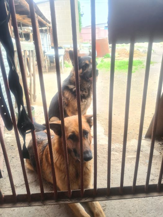 Щенк Немецкие Овчарки