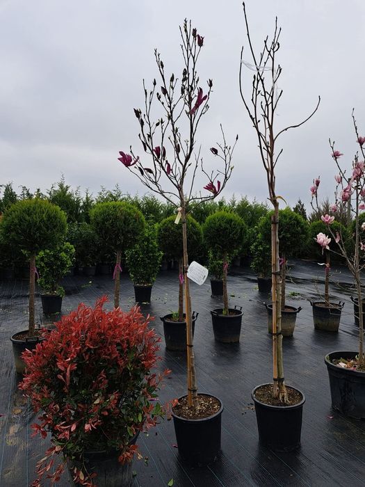 Magnolie grandiflora