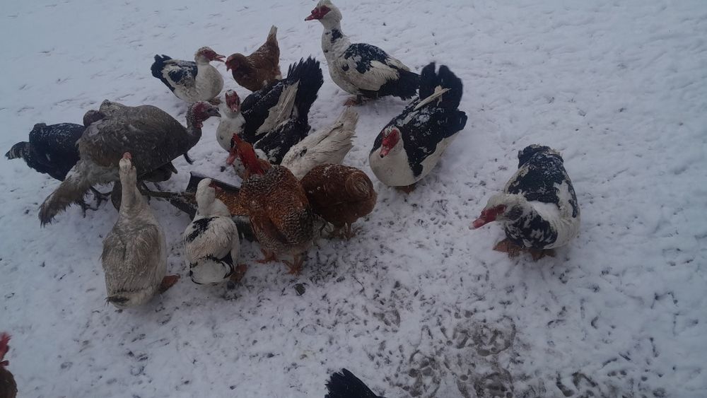 Vând rățoi leșești – 1 an și jumătate