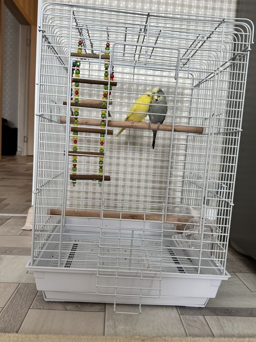 Продам Чешских попугаев