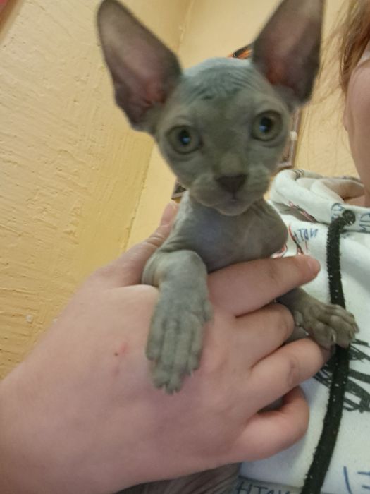 Канадский сфинкс