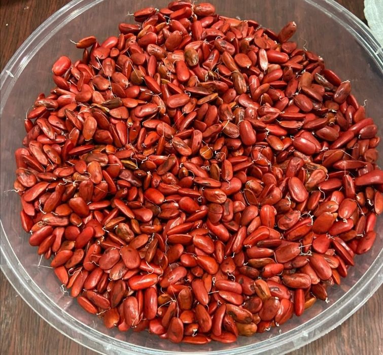 Магнолия уруги, семена магнолии