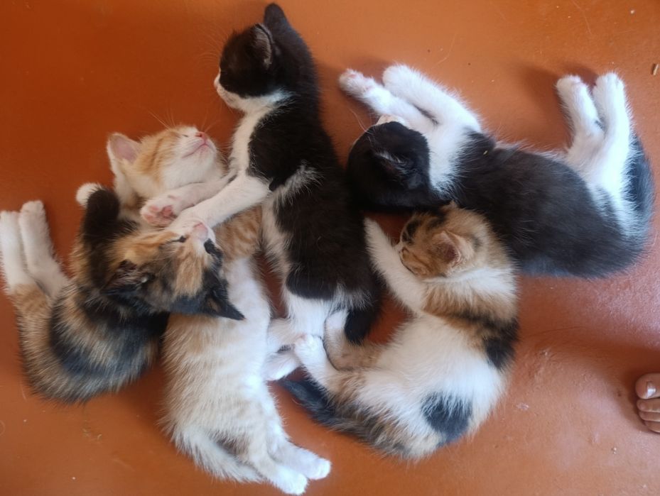 Продается котята
