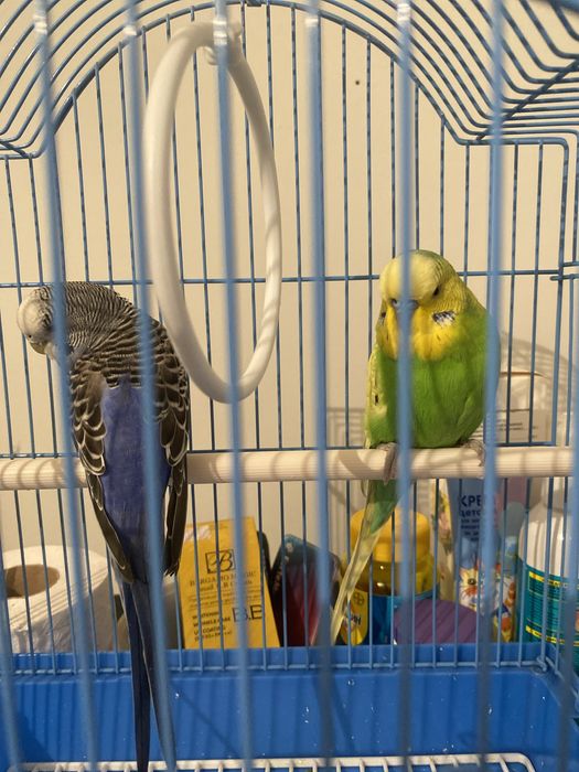 Папугай жағыдайы жақсы