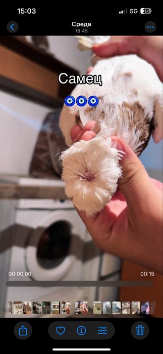 Пара капканов продажа