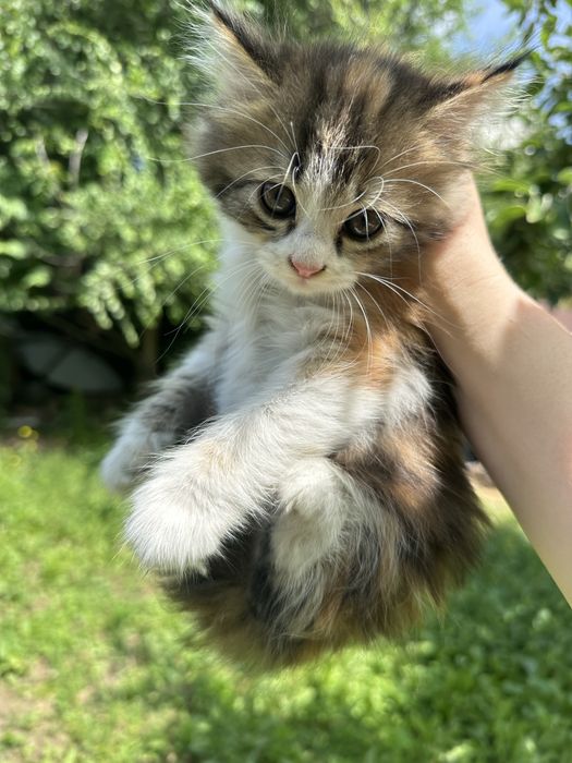 Отдам котят в добрые руки