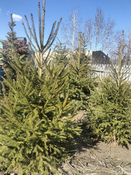 Ели голубые и сибирские