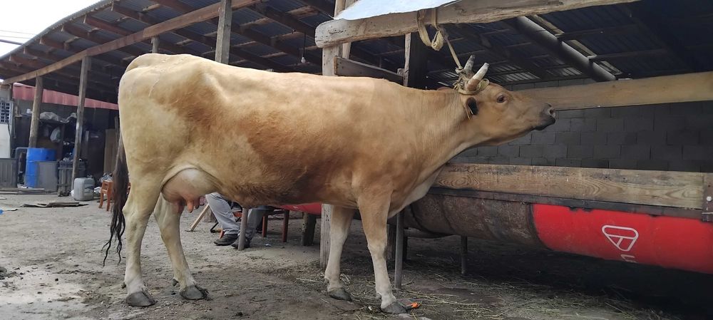 Продам коров с телятами