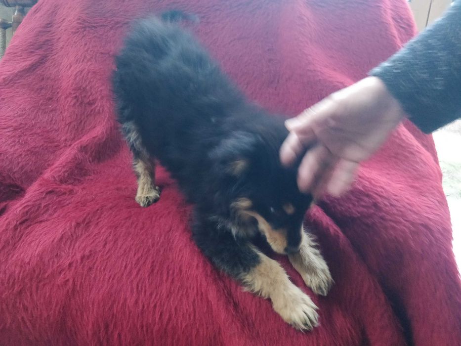 Малка безпомощна сладка душица, спасена от улицата и търси дом