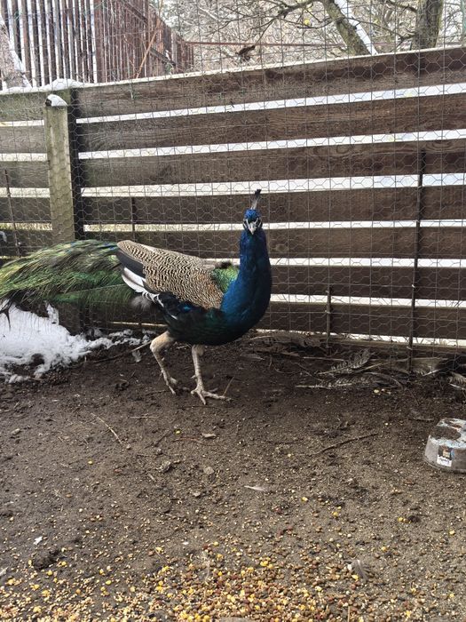 Пауни индийски-семейство