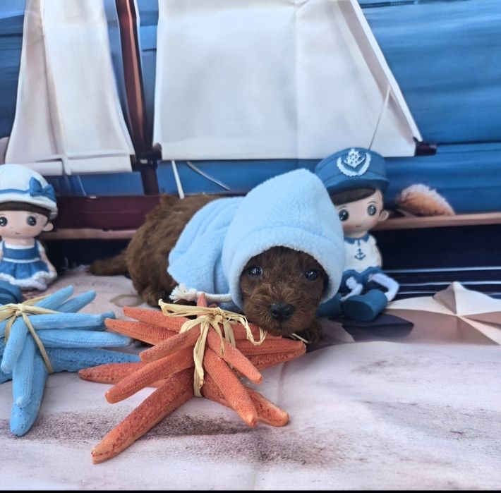 Пудел тийкъп Пудел той poodle teacup момче