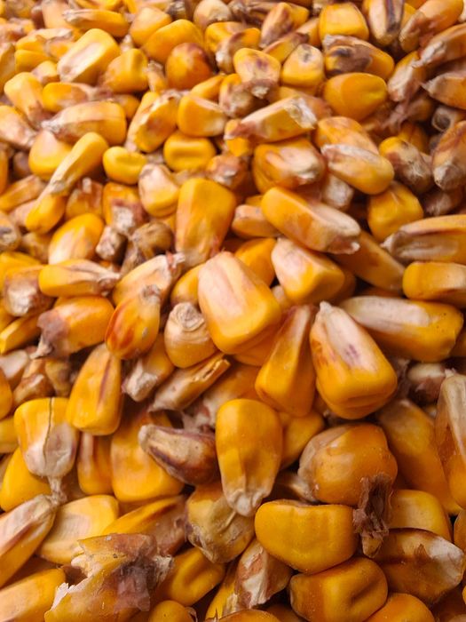 Vand porumb de calitatea 1, recolta anul 2025!