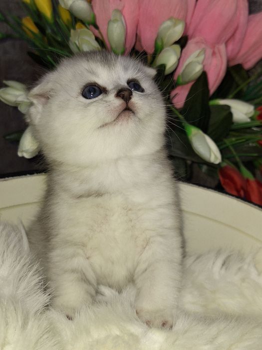 Эти глазки ищут свой дом 
Шиншилла фолд
Бронь открыта — Direct 
Ши