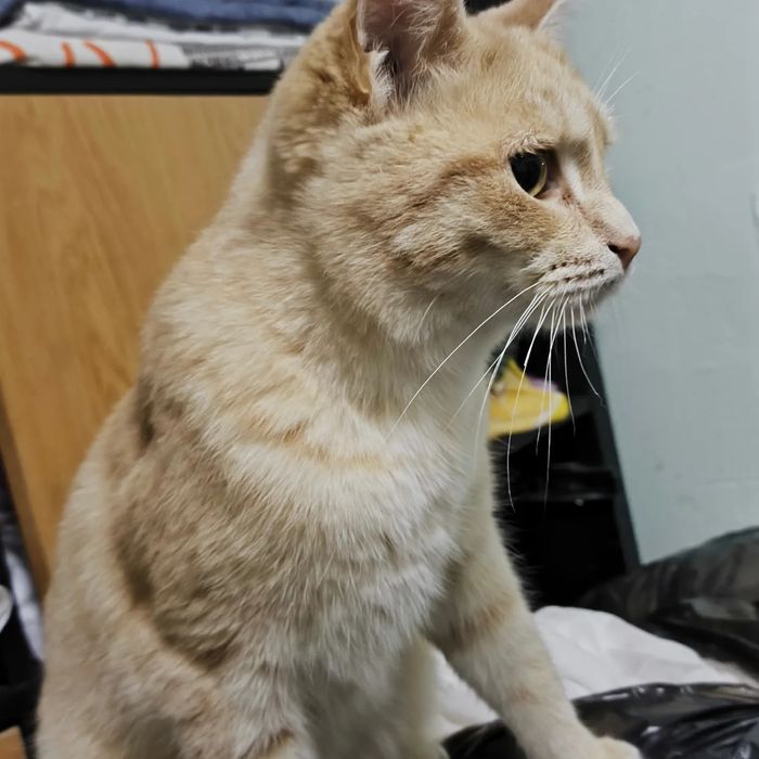 Котик в хорошие руки