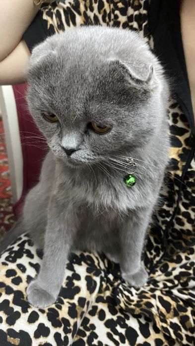 Продам британкого кота и шотланскоя вислоухая