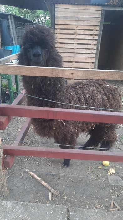 Alpaca de vanzare