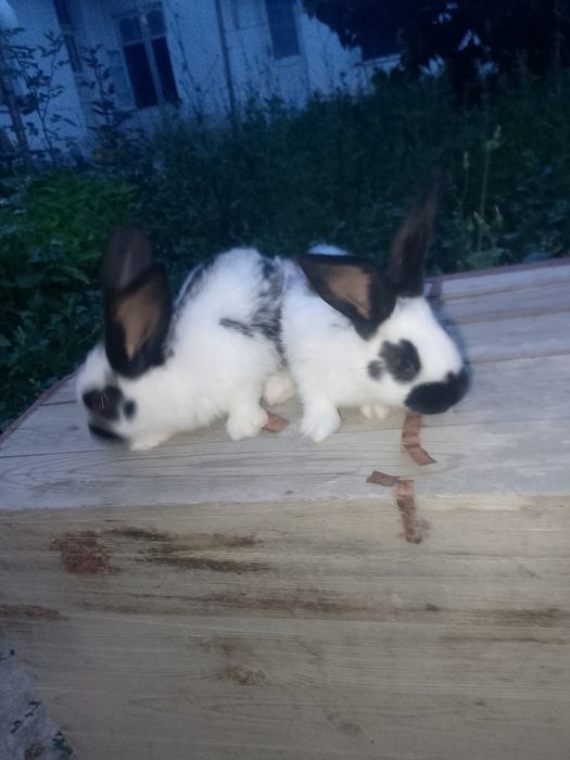 Strakach quyon bolalari sotiladi narxini kelishamiz
