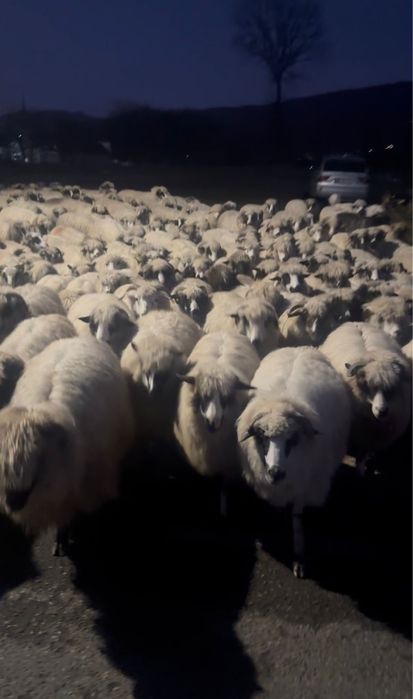 De vanzare 70 de oi tinere