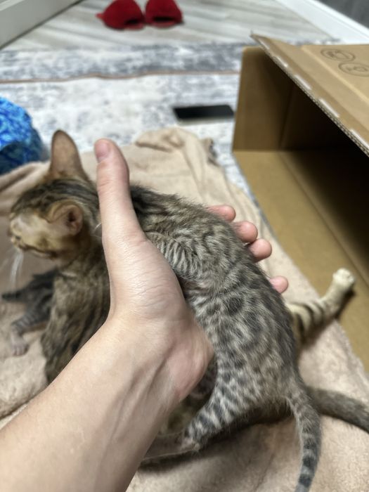 Бронь бенгальских котят