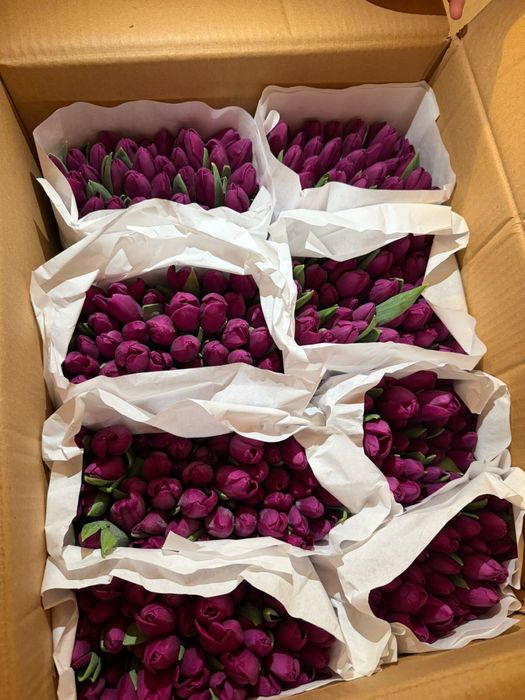 Тюльпаны букеты  от 700 тг