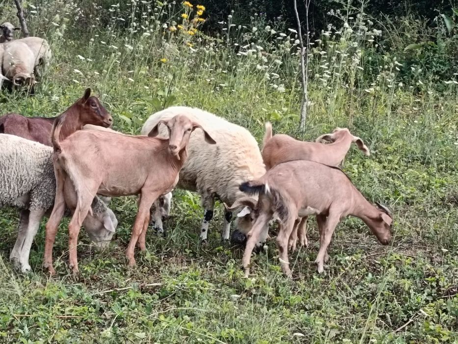 Capre anglonubiene